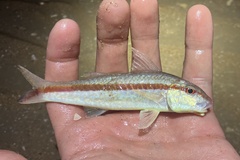 Goatfish photo 2