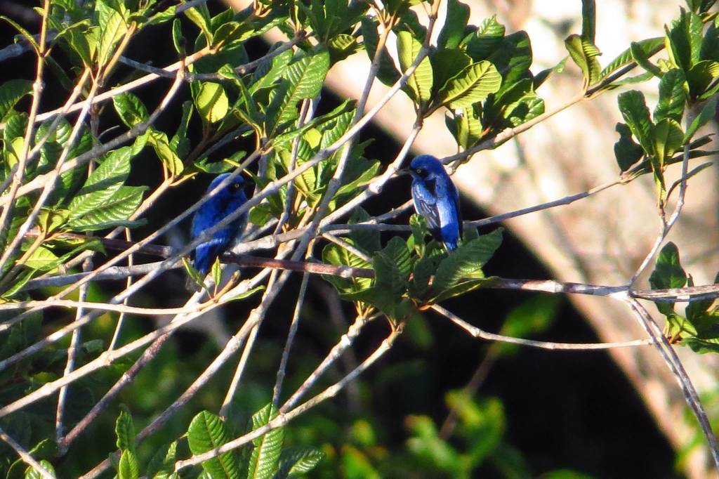 Dacnis Ventriblanco, Dacnis albiventris