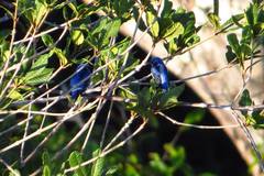 Dacnis albiventris