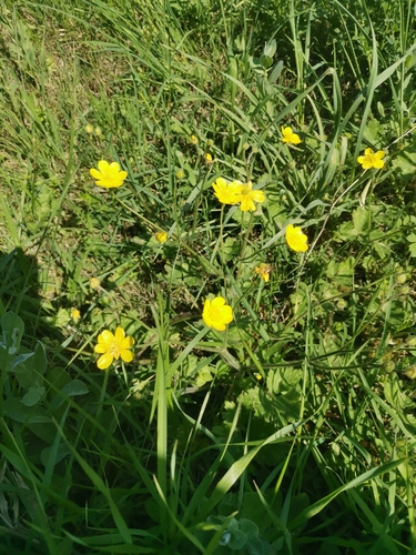 Image of Ranunculus neapolitanus by (c) Ljaž, some rights reserved (CC BY)