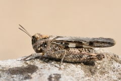 Acrotylus fischeri