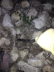 Pantherophis bairdi