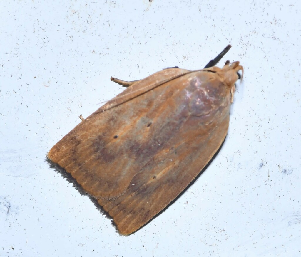 Machimia analis