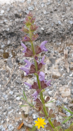 Image of Salvia sclareoides by (c) Elizabete Marchante, some rights reserved (CC BY)