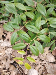Leucothoe