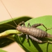 Hairy Scale-Cricket - Photo (c) Gilles San Martin, some rights reserved (CC BY-SA), uploaded by Gilles San Martin