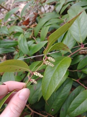 Leucothoe