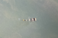 Kabili Bumblebee Goby photo 3