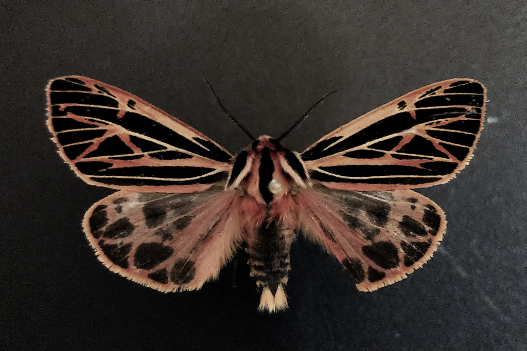 Apantesis doris