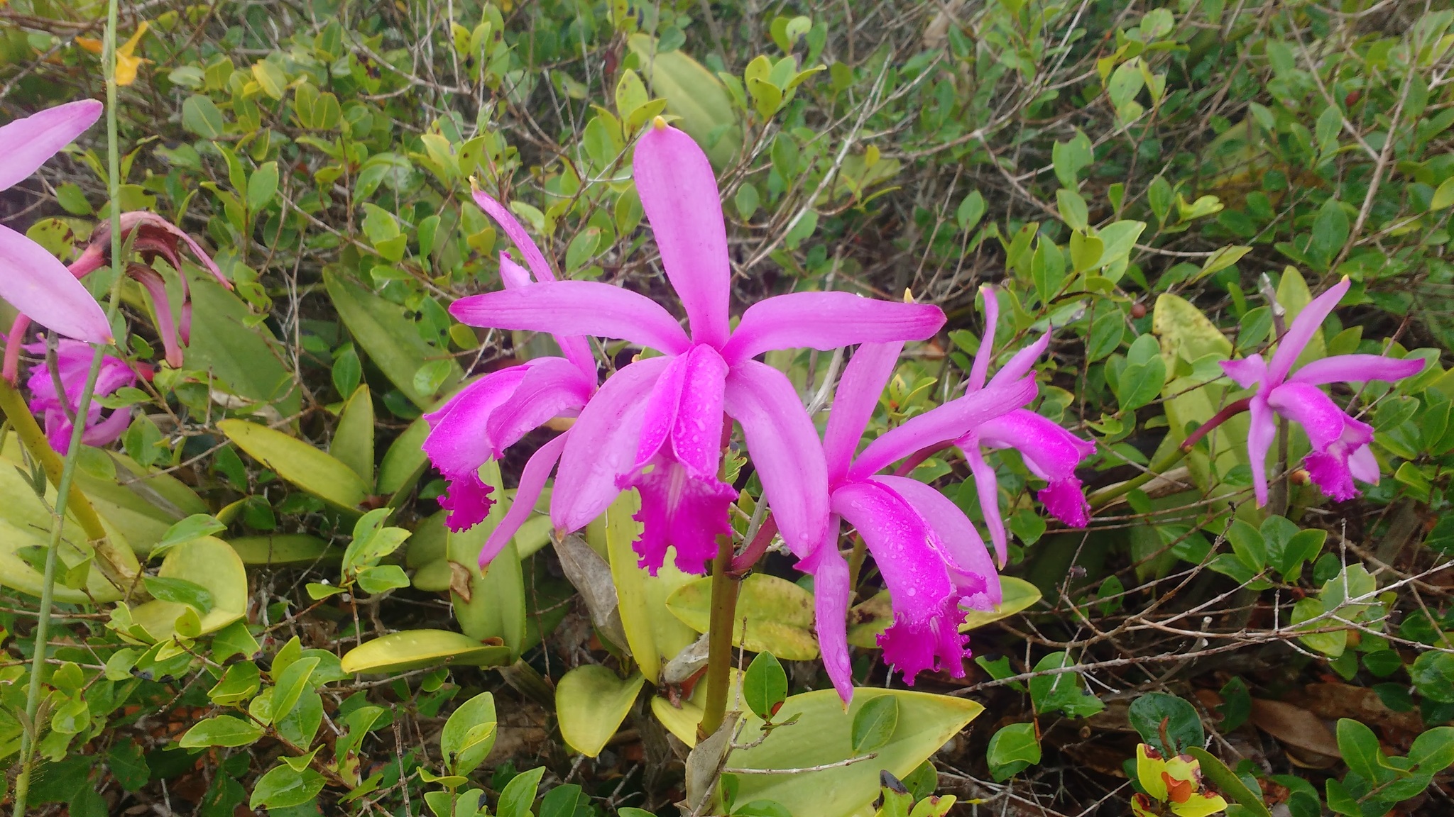Cattleya picturata