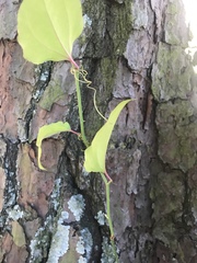 Smilax rotundifolia