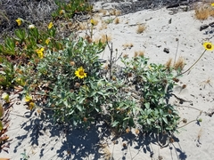 Helianthus niveus