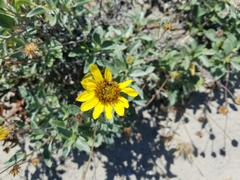 Helianthus niveus