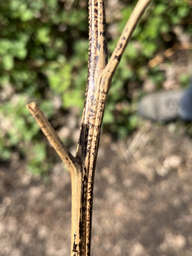 Leptopeltidaceae
