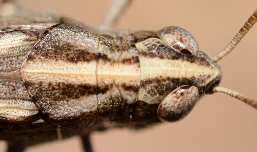 Broad Green-winged Grasshopper