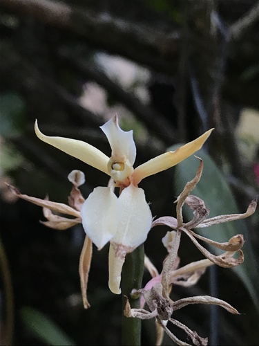 Epidendrum papilio Lindl.