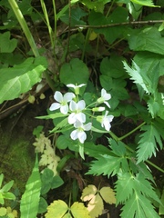 Cardamine diphylla