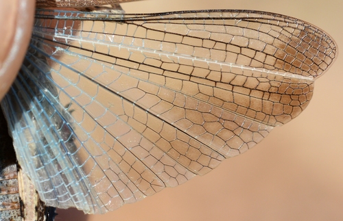 Broad Green-winged Grasshopper