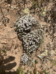 Eriogonum fastigiatum