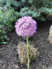 Allium