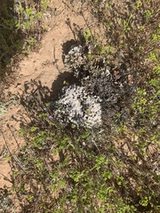 Eriogonum fastigiatum