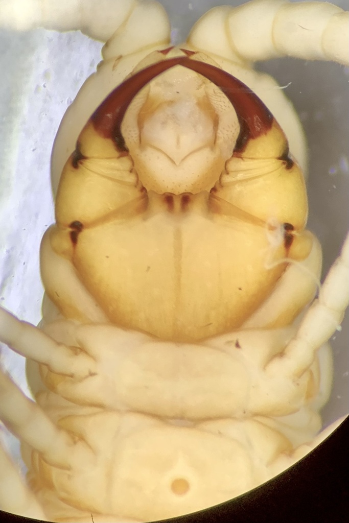 Himantariella scutellaris