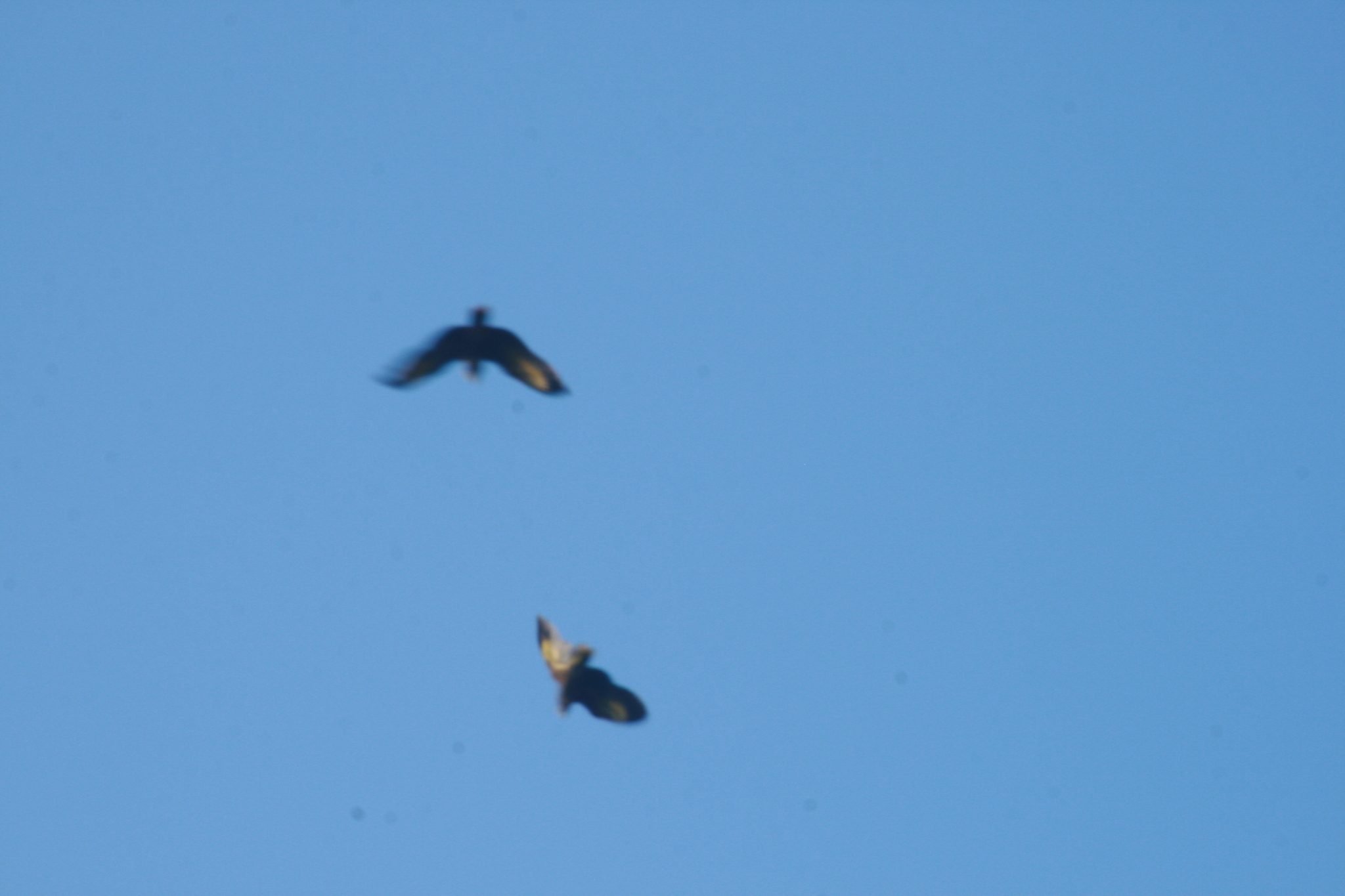 St. Vincent Amazon (Amazona guildingii), photo 4