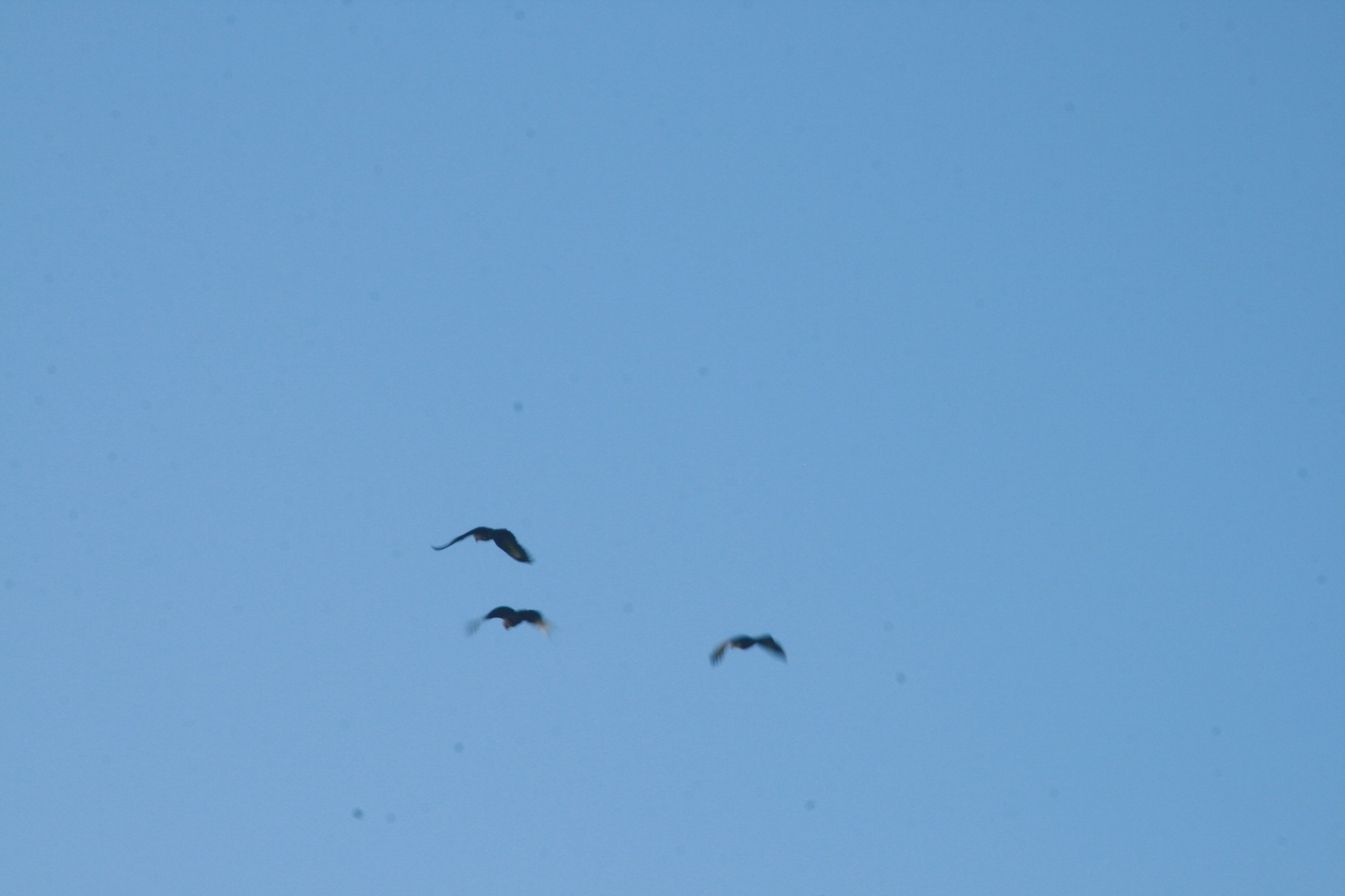 St. Vincent Amazon (Amazona guildingii), photo 5