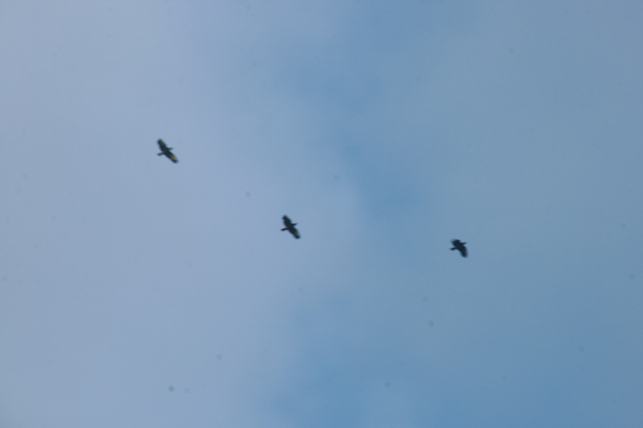 St. Vincent Amazon (Amazona guildingii), photo 6