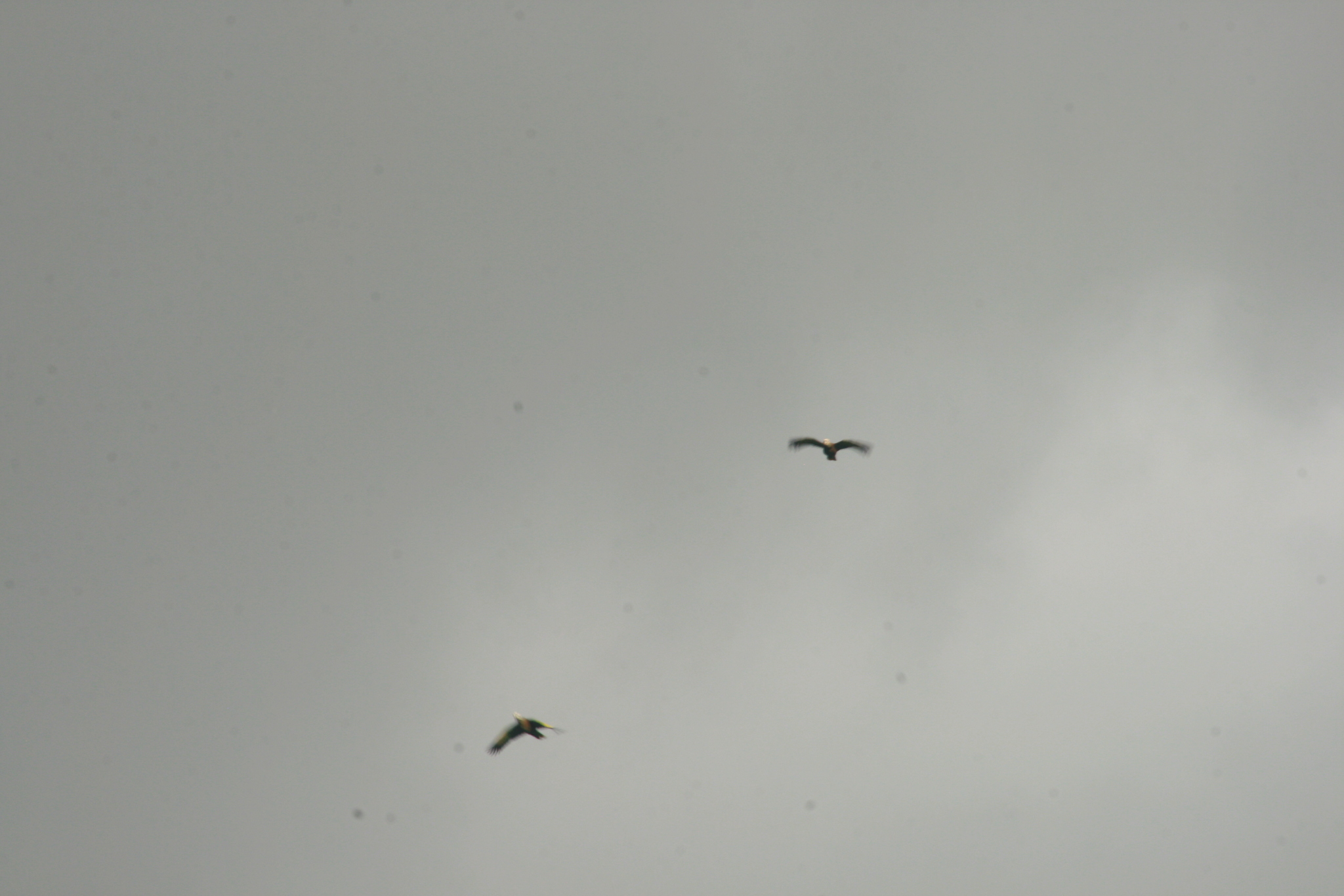 St. Vincent Amazon (Amazona guildingii), photo 7
