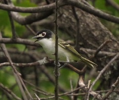 Vireo atricapilla