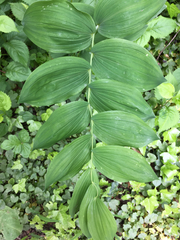 Polygonatum biflorum commutatum