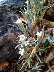 Cerastium tomentosum