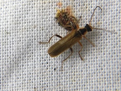 Cantharis decipiens