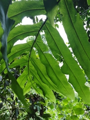 Phlebodium decumanum