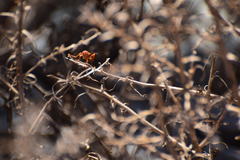 Tachypompilus unicolor