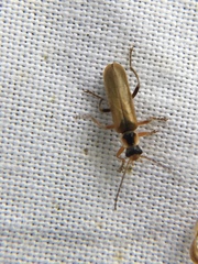Cantharis decipiens