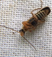 Cantharis decipiens