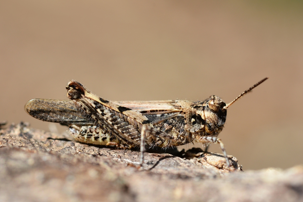 Acrotylus