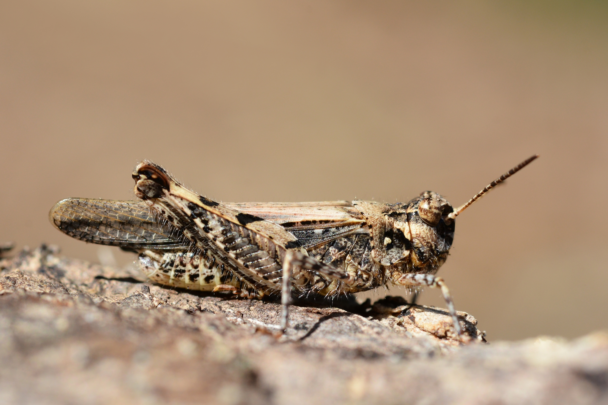 Acrotylus
