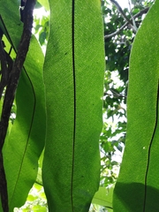 Phlebodium decumanum