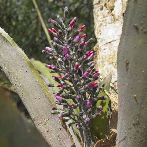 Aechmea lueddemanniana, photograph 3