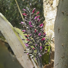 Aechmea lueddemanniana, photograph (c) Matteo Cassella, some rights reserved (CC BY-SA)