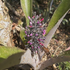 Aechmea lueddemanniana, photograph (c) Matteo Cassella, some rights reserved (CC BY-SA)
