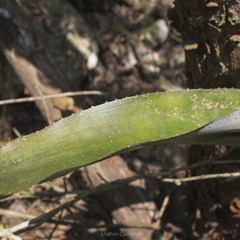 Aechmea lueddemanniana, photograph (c) Matteo Cassella, some rights reserved (CC BY-SA)