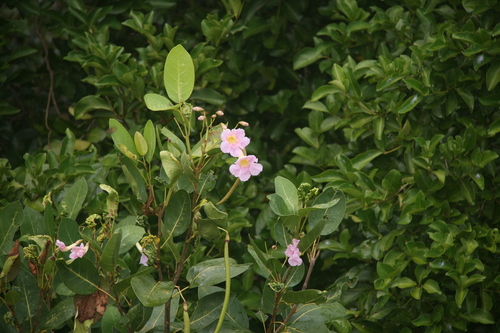 Image of Tabebuia pallida by (c) Derek, some rights reserved (CC BY)