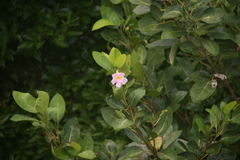 Tabebuia pallida, photograph (c) Derek, some rights reserved (CC BY)