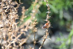 Tachypompilus unicolor