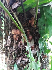 Phlebodium decumanum