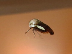 Ophiderma flavicephala
